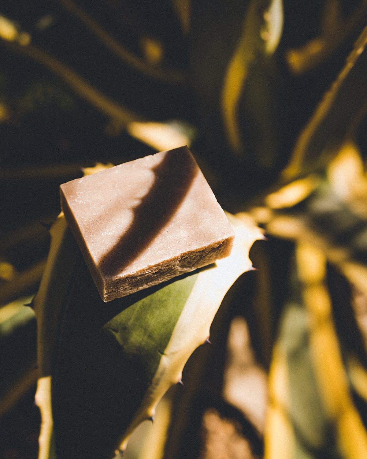An all-natural soap bar made with Aloe Vera and Rhassoul Clay placed on a succulent leaf in the shade.